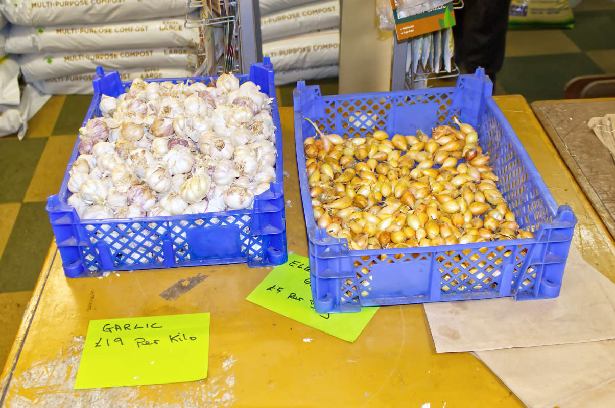 Image of Seed Garlic